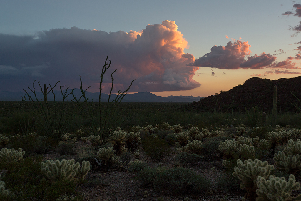 10-19 - 17.jpg - Organ Pipe Cactus National Monument